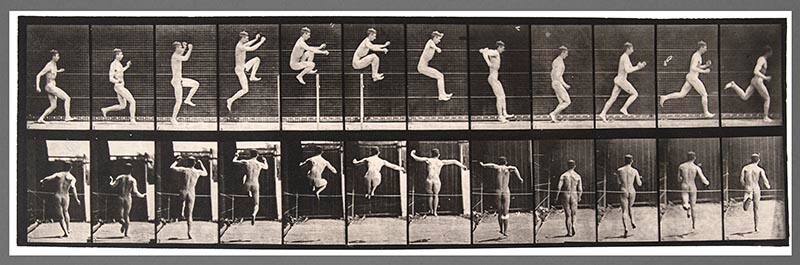 Animal Locomotion
