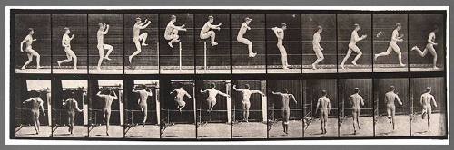Animal Locomotion