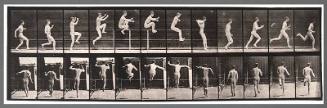 Animal Locomotion
