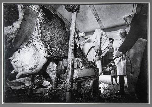 In the Veterinary Clinics, No. 183