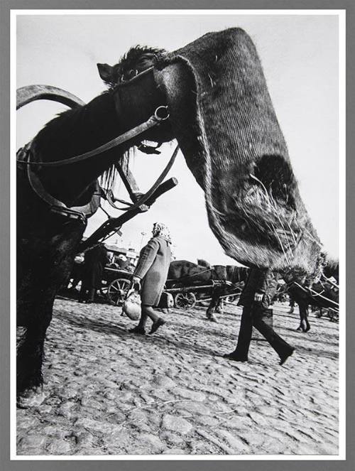 In the Market (Horse)