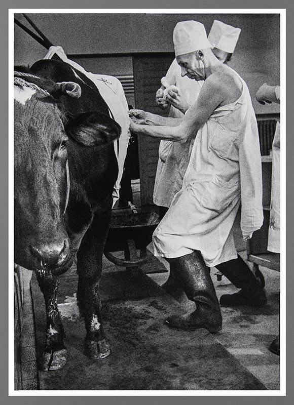 In the Veterinary Clinic, No. 3a