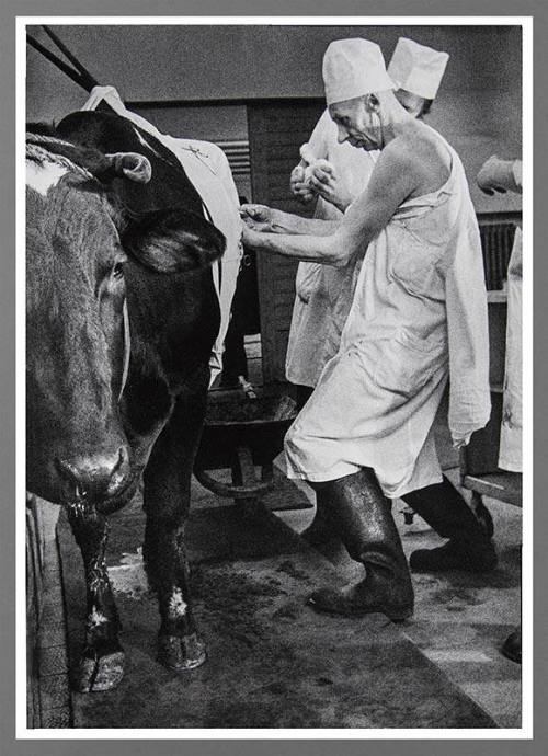 In the Veterinary Clinic, No. 3a
