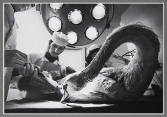 In the Veterinary Clinic No. 146