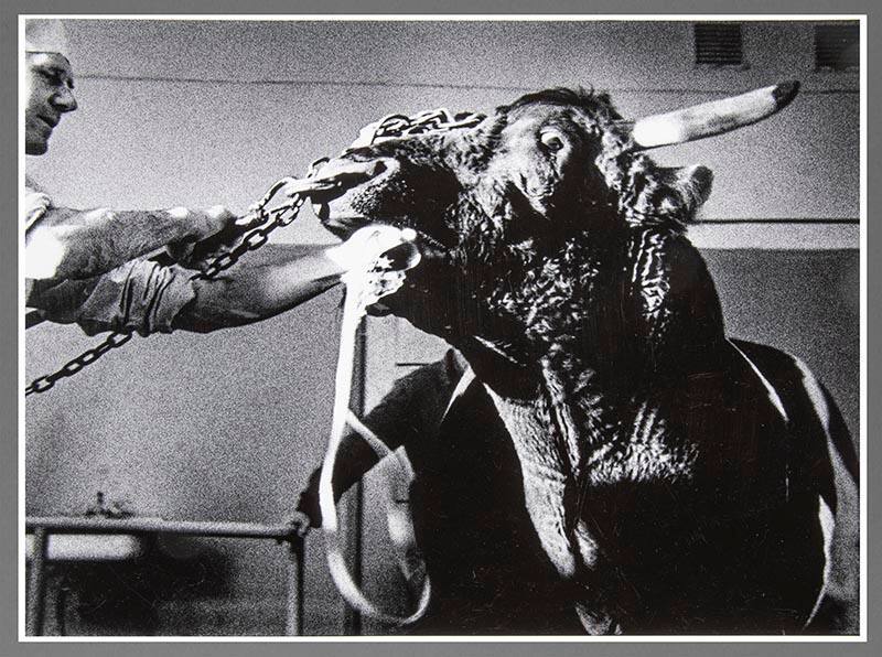 In the Veterinary Clinics, No. 75