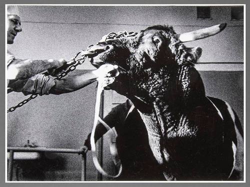 In the Veterinary Clinics, No. 75