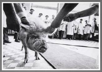 In the Veterinary Clinic-45