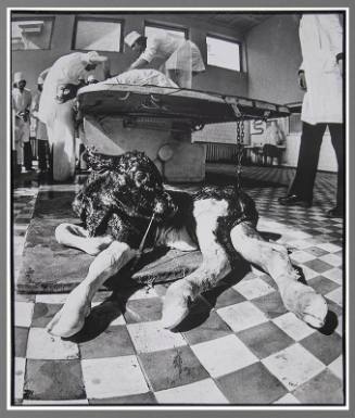 In the Veterinary Clinic-No. 90