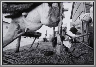 In the Veterinary Clinic-183a