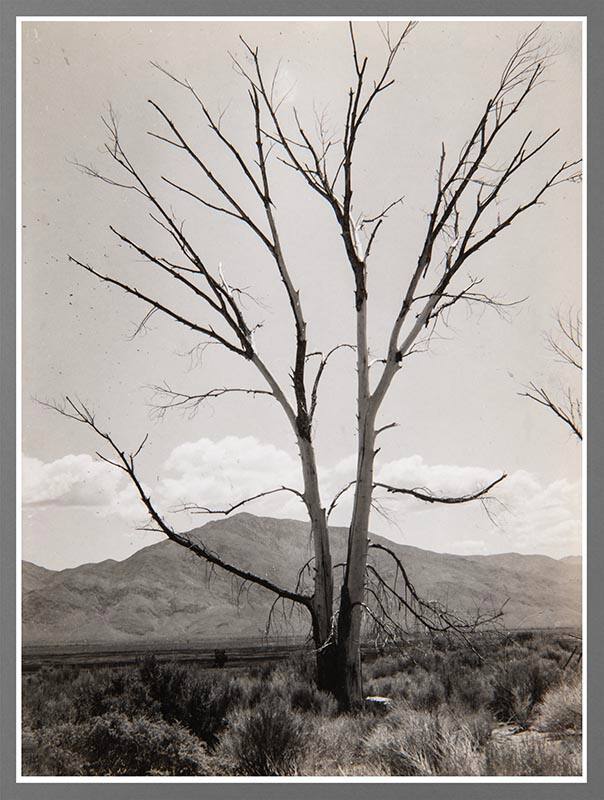 Nancy Newhall