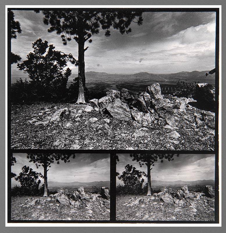 Untitled (Trees and landscape)