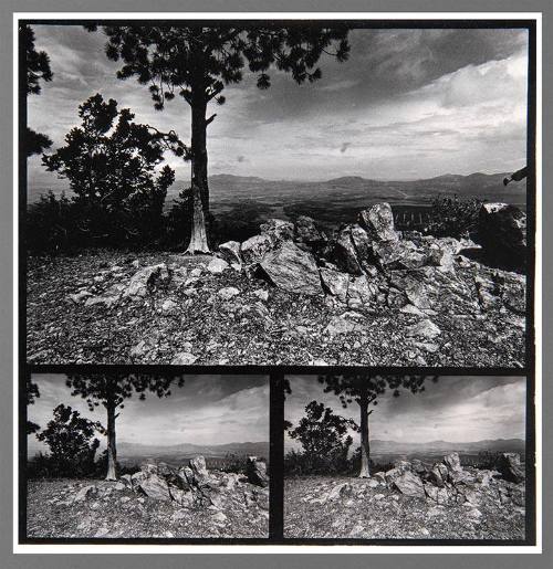 Untitled (Trees and landscape)