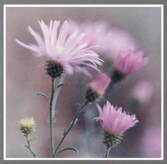 Untitled (Asters)
