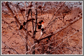 Untitled (Albuquerque, New Mexico)