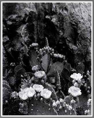 Cactus, Supai, Arizona