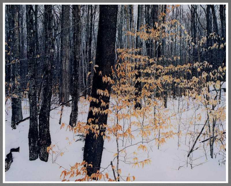 Winter Forest, Adirondacks, New York