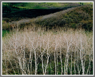 White Aspens and Hillside, near Steamboat Springs, Colorado