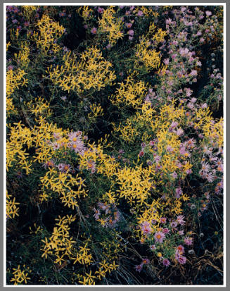 Asters, Tesuque, New Mexico