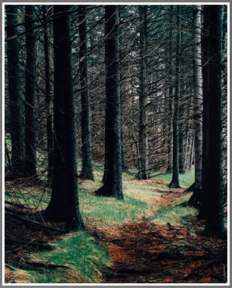 Path in Woods, Great Sheep Head Island, Maine