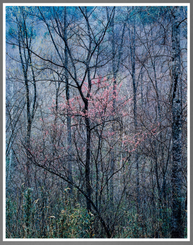 Red Bud Tree in Bottom Land, Red River Gorge, Kentucky