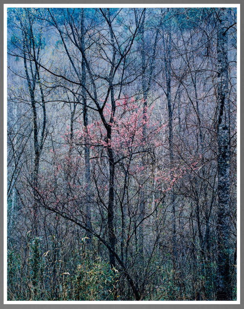 Red Bud Tree in Bottom Land, Red River Gorge, Kentucky