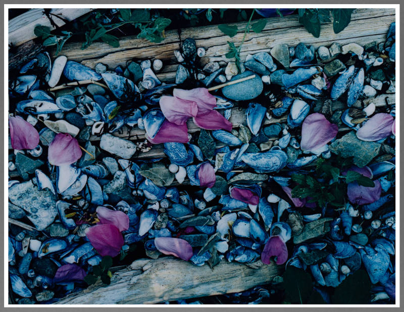 Rose Petals on the Beach, Great Spruce Head Island, Maine
