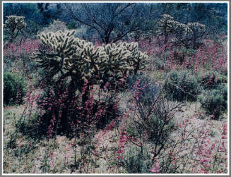 Penstemon, Arizona