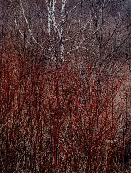 Red Osier, near Great Barrington, Massachusetts