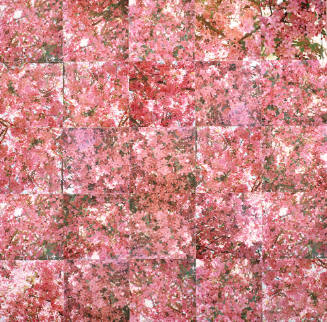 Crab Apple Blossoms