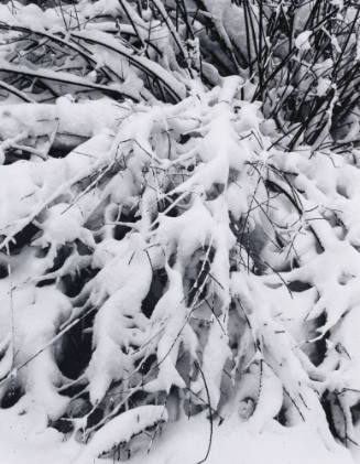 Snow on Willows, Hyde Park, New Mexico, 1959