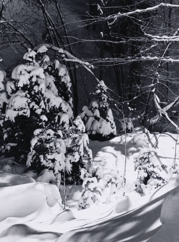 Snow on Fir, Hyde Park, New Mexico
