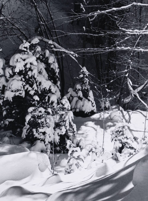 Snow on Fir, Hyde Park, New Mexico