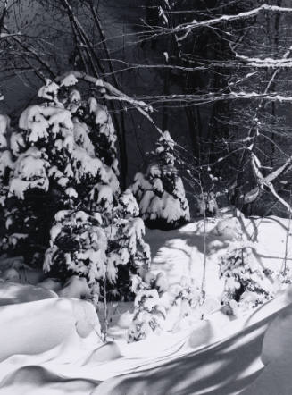Snow on Fir, Hyde Park, New Mexico