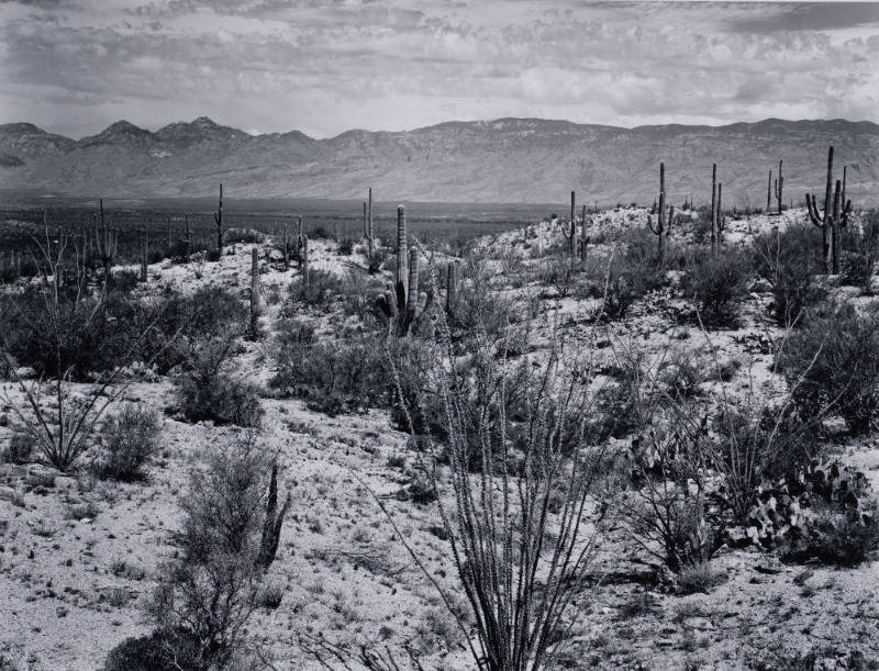 Saguaro National Monument, Arizona 1940