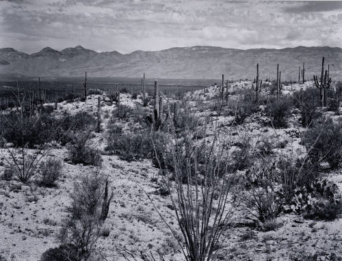 Saguaro National Monument, Arizona 1940