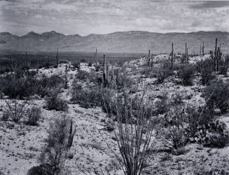 Saguaro National Monument, Arizona 1940