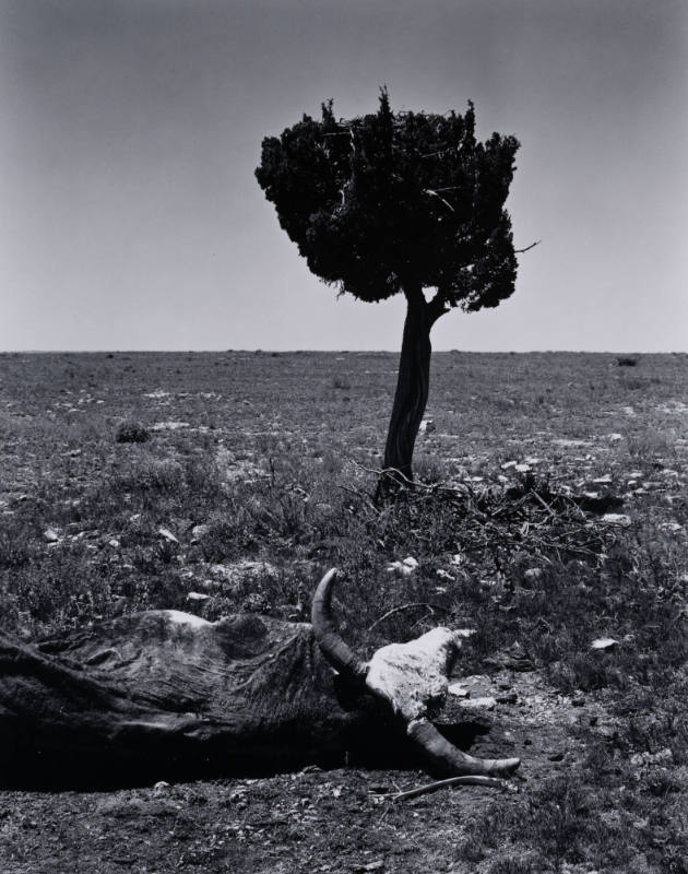 Dead Cow, Arizona