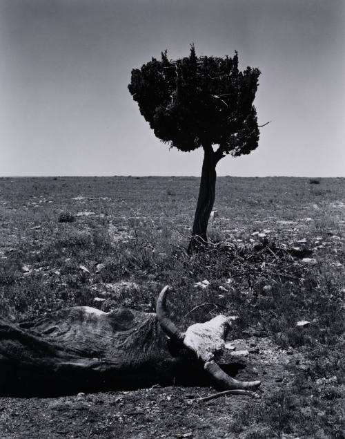 Dead Cow, Arizona