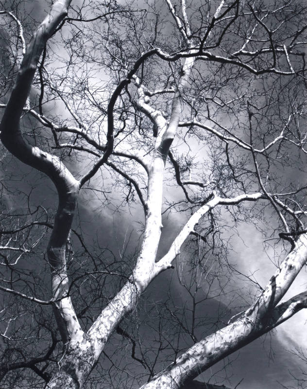 Sycamore Tree, Arizona
