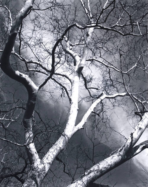 Sycamore Tree, Arizona