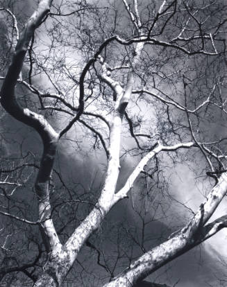Sycamore Tree, Arizona