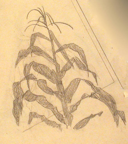 Hopi Corn (sketch)