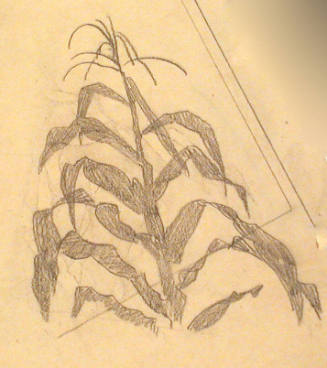 Hopi Corn (sketch)