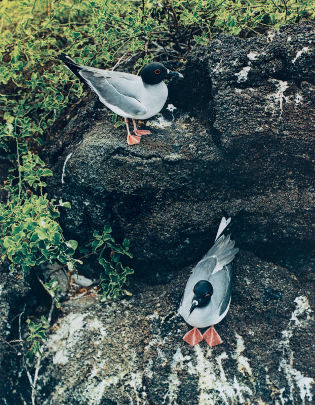 Swallowtail Gulls, Tower Island, Galapagos