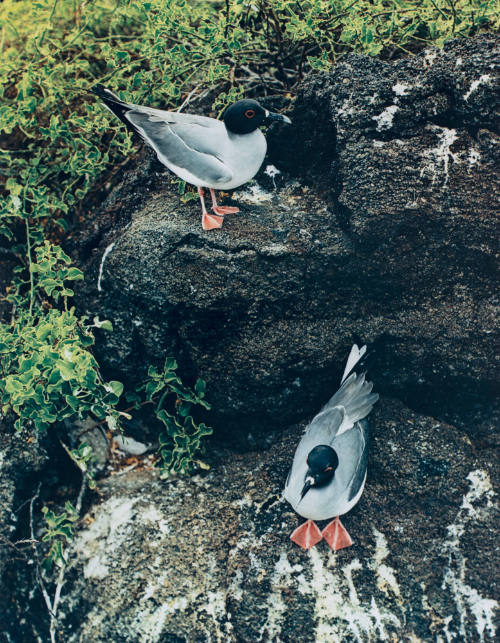 Swallowtail Gulls, Tower Island, Galapagos