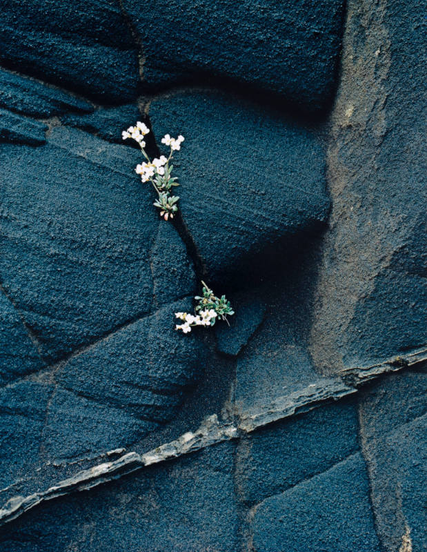 White Flower in Ash Cliff, Iceland