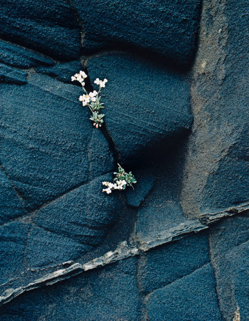 White Flower in Ash Cliff, Iceland