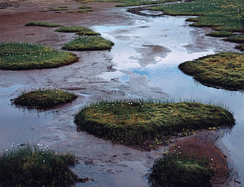 Seaweed at Low Tide, Iceland