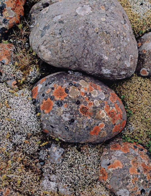 Lichens on River Stone, Iceland