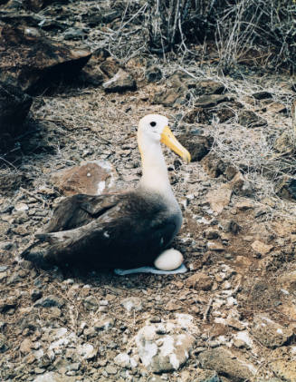 Albatross, Hood Island, Galapagos